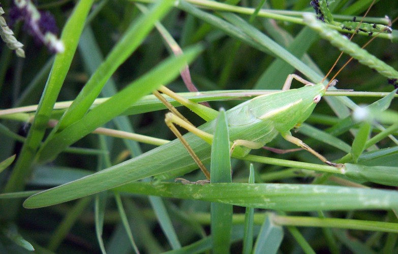 Ruspolia nitidula (Conocephalidae)